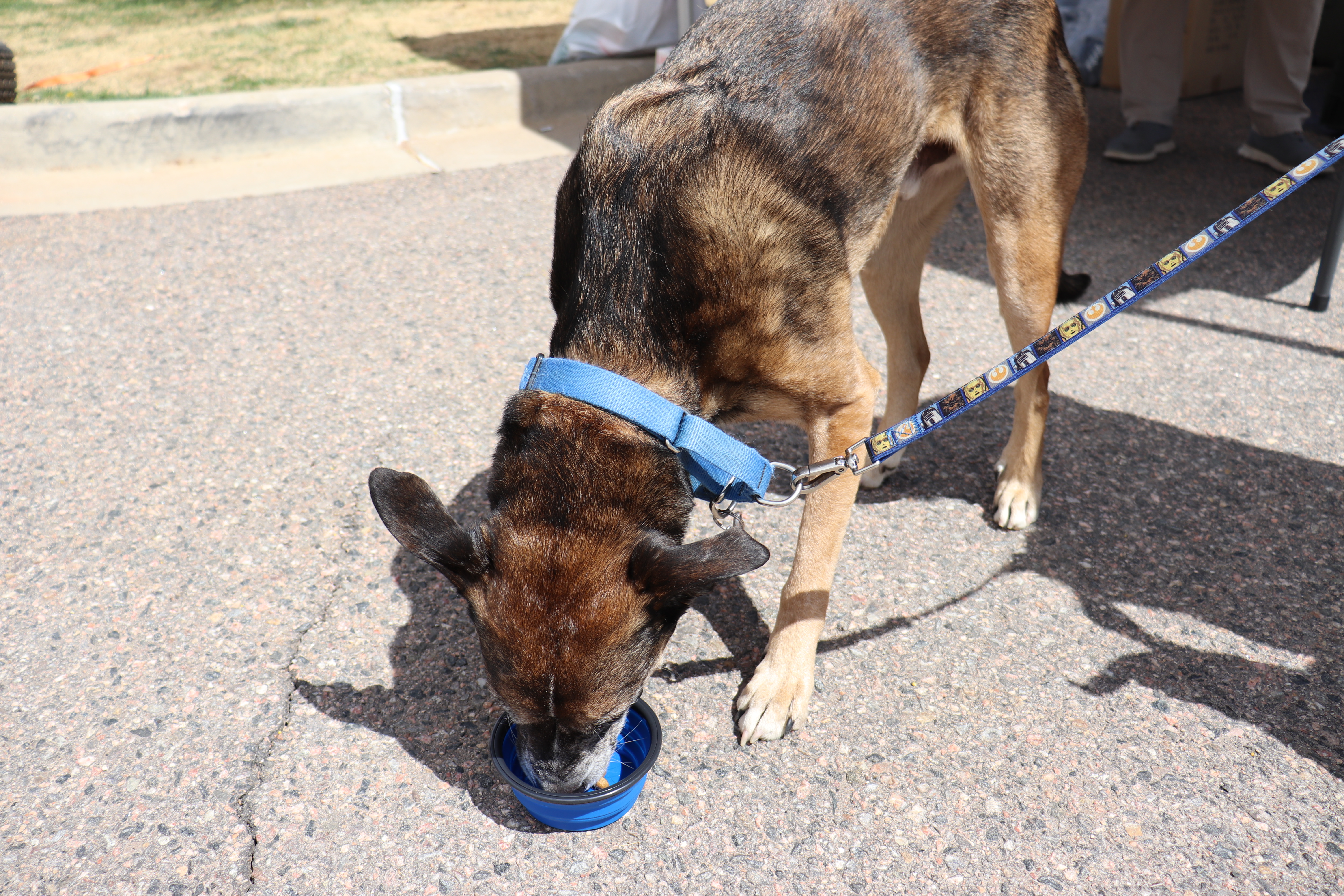Dog eating fresh food