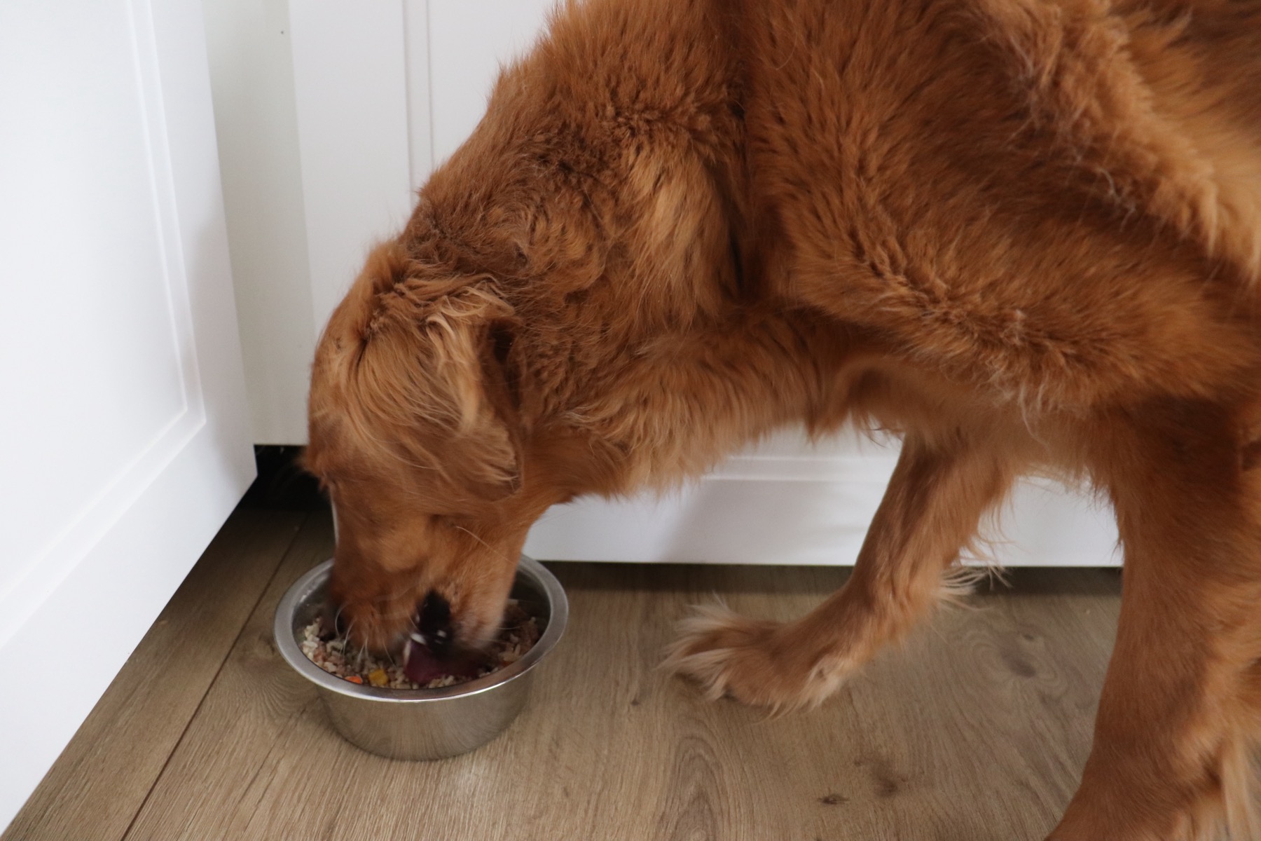 Goobr fresh dog food